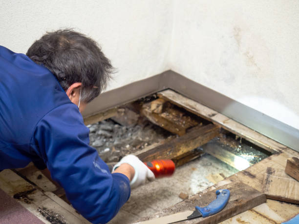 Best Home Mold Removal  in Rancho Viejo, TX