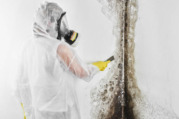 Office Mold Removal Services in Rancho Viejo, TX