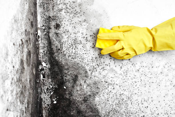 Best Certified Mold Removal  in Rancho Viejo, TX