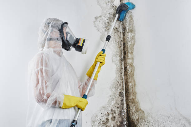 Office Mold Removal Services in Rancho Viejo, TX