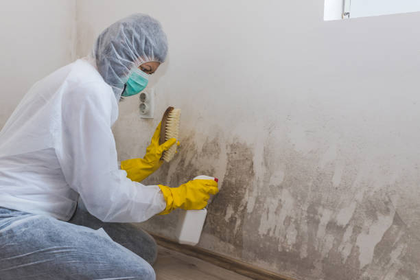Best Local Mold Removal Service  in Rancho Viejo, TX