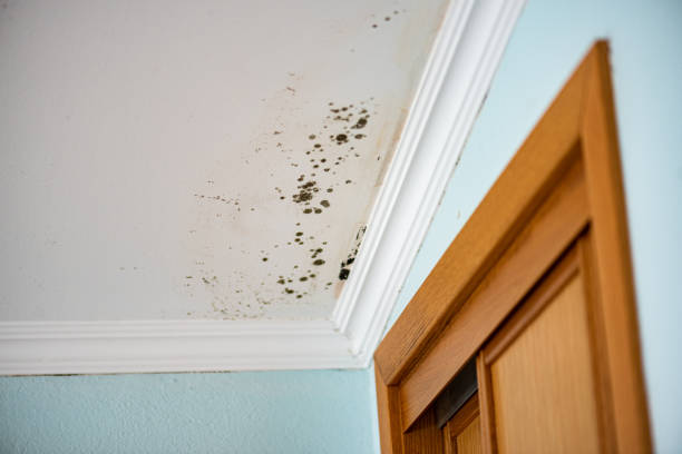 Best Mold Remediation  in Rancho Viejo, TX