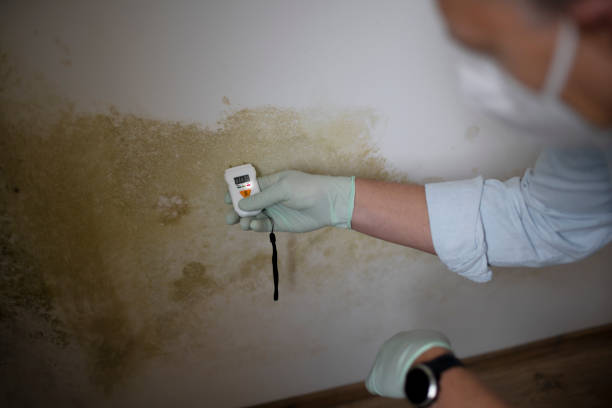 Best Fast Mold Removal  in Rancho Viejo, TX