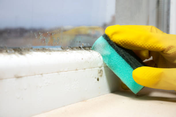 Best Toxic Mold Removal  in Rancho Viejo, TX