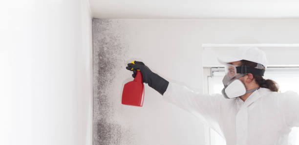 Best Residential Mold Removal  in Rancho Viejo, TX