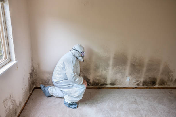 Best Mold Remediation Services  in Rancho Viejo, TX