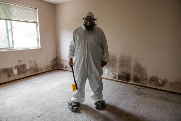 Best Black Mold Removal  in Rancho Viejo, TX