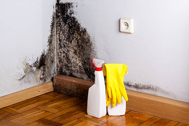 Best Mold Removal Company Near Me  in Rancho Viejo, TX